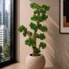 Bonsai Tree (PL1188)
