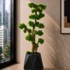 Bonsai Tree (PL1189)