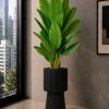 Premium Banana Plant (PL1191)