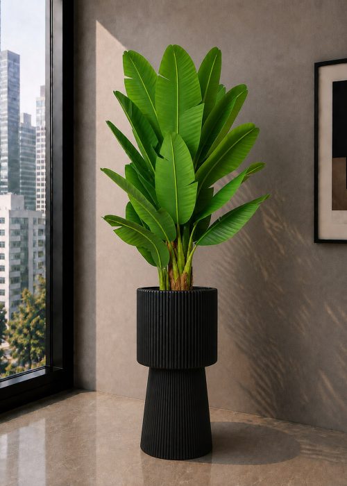 Premium Banana Plant (PL1191)